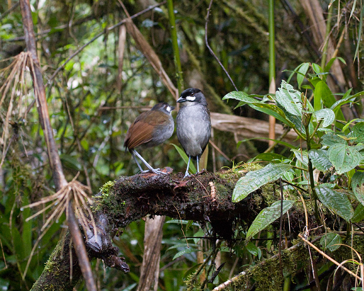 [Jocotoco Antpittas]