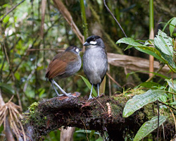 Jocotoco Antpittas