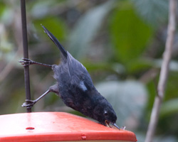 Glossy Flowerpiercer