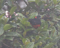 Scarlet-bellied Mountain-Tanager