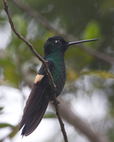 Buff-winged Starfrontlet