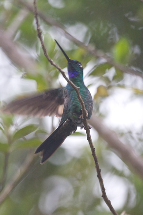 [Buff-winged Starfrontlet]