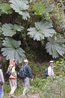 Giant Leaves