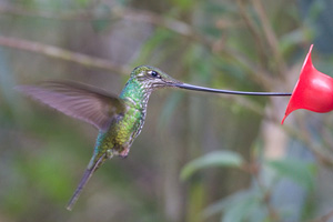 Sword-billed Hummingbird