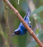 Masked Flowerpiercer