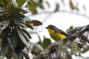 Spectacled Whitestart