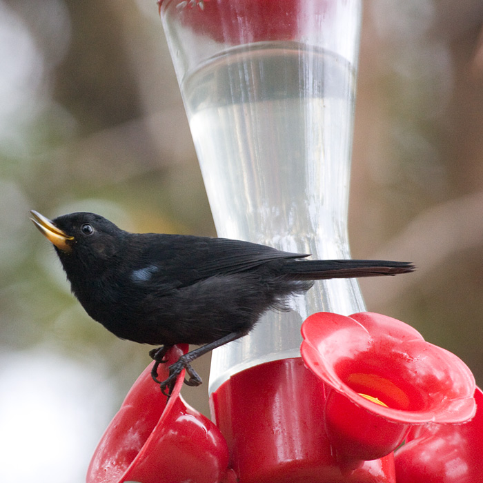 [Glossy Flowerpiercer]