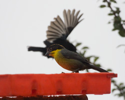 Yellow-breasted Brush-Finch