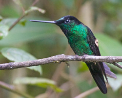 Buff-winged Starfrontlet