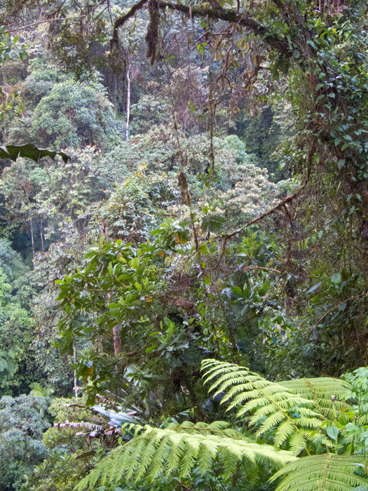 [Roadside Forest: Lower Tandayapa Valley]