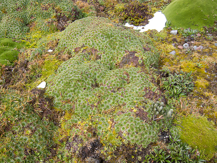 [Ground Cover at Papallacta]