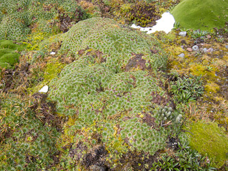 Ground Cover at Papallacta