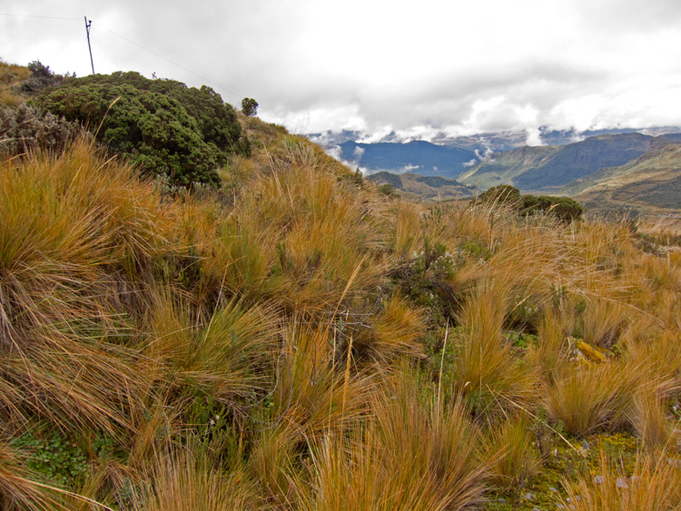 [Bunch Grass at Papallacta]