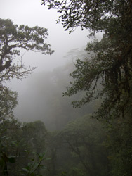 Fog from Trail