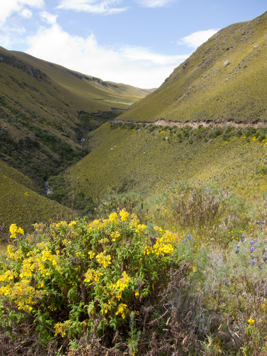 [Flowers and Canyon]