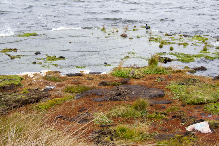 [Slate-colored Coot on Floating Mat]