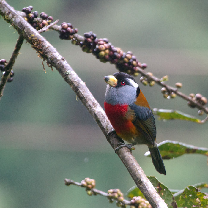 [Toucan Barbet]