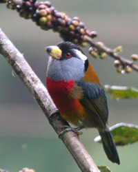 Toucan Barbet