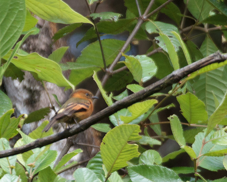 [Cinnamon Flycatcher]