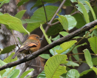 Cinnamon Flycatcher