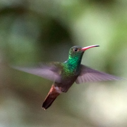 Rufous-tailed Hummingbird