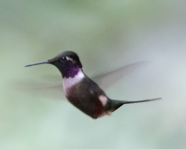 [Purple-throated Woodstar]