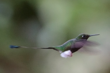 Booted Racket-tail