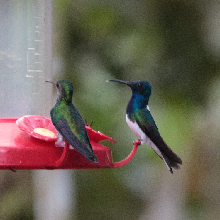 [White-necked Jacobin]