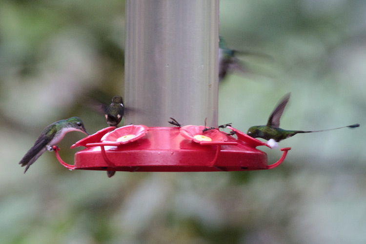 [Hummer Action at Tandayapa Feeders]