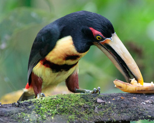 Pale-mandibled Aracari