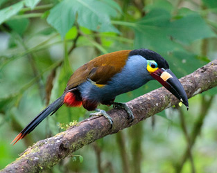 Plate-billed Mountain-Toucan