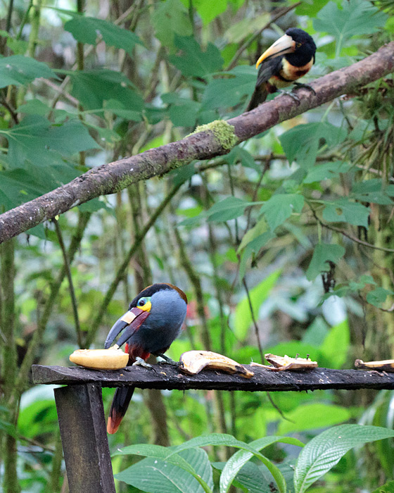 [Toucans!]