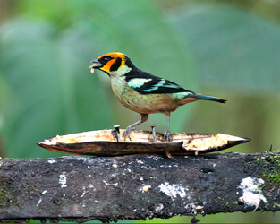 Flame-faced Tanager
