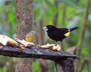 Flame-rumped Tanager