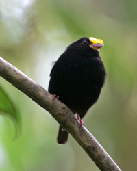 Golden-winged Manakin