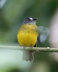 Ornate Flycatcher