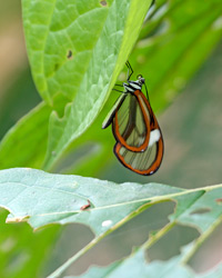 Clearwing Butterfly