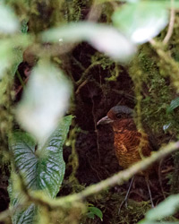 Giant Antpitta in Shadows