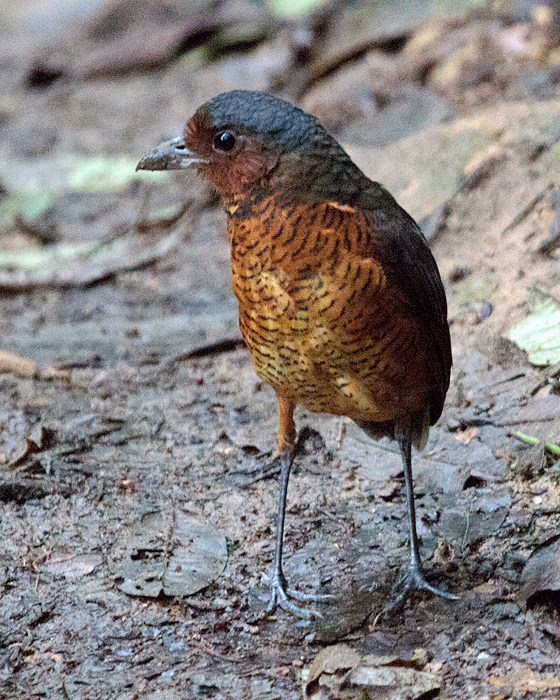 [Giant Antpitta]