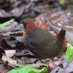 Rufous-breasted Antthrush