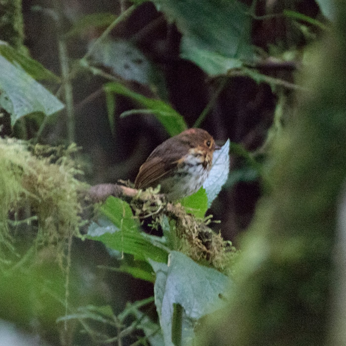 [Ochre-breasted Antpitta]