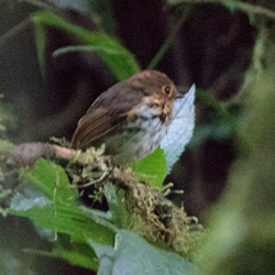 Ochre-breasted Antpitta