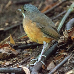 Moustached Antpitta