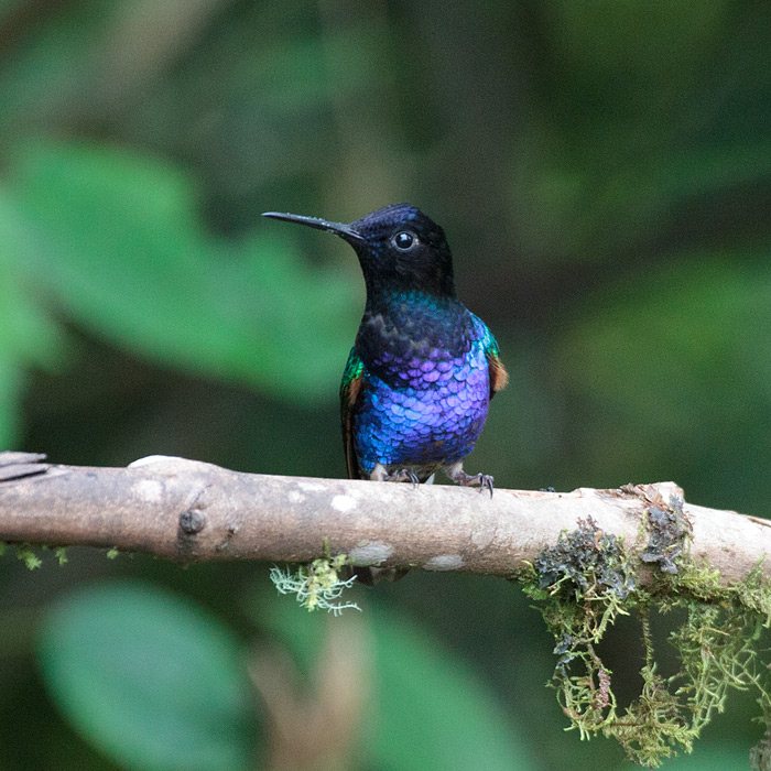 [Velvet-purple Coronet]