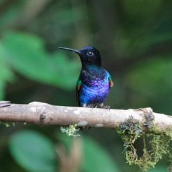 Velvet-purple Coronet