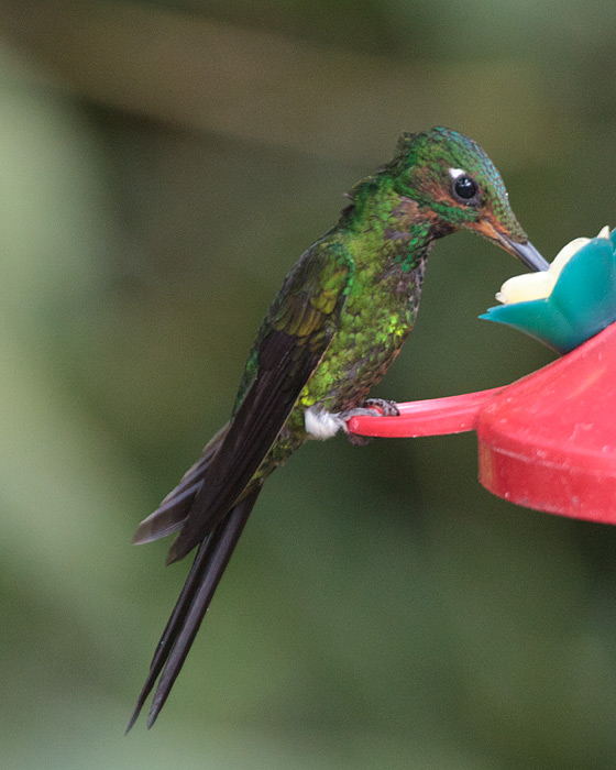 [Green-crowned Brilliant]