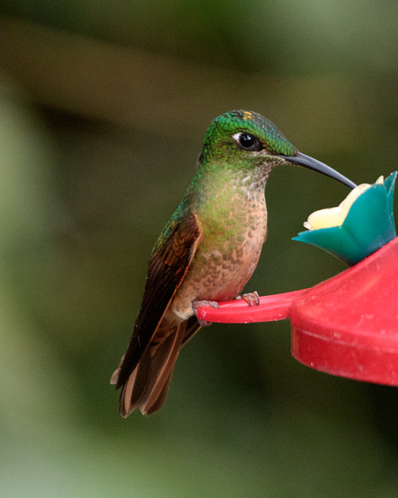 [Fawn-breasted Brilliant]