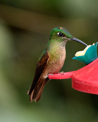 Fawn-breasted Brilliant