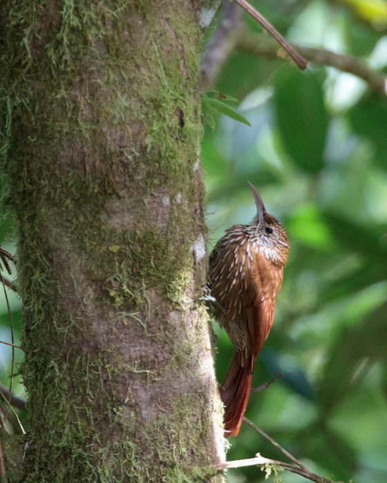 [Montane Woodcreeper]