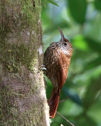 Montane Woodcreeper